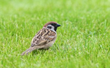 小麻雀教学反思6篇