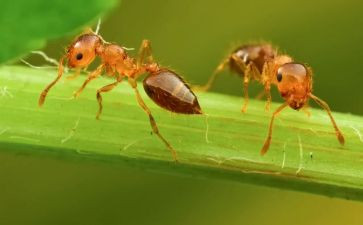 游戏小蚂蚁教案6篇