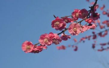 张桂梅思政心得体会5篇