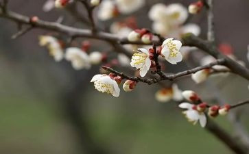 张桂梅教师心得体会最新5篇