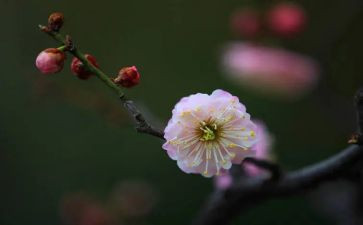 梅花精神的演讲稿7篇