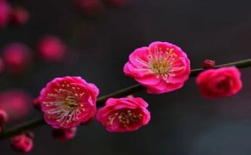 中班《梅花》教案5篇