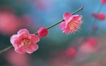 梅花树的作文300字5篇