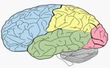 脑健康调查报告8篇