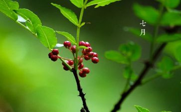 七月份个人总结5篇