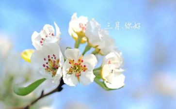 幼儿园三月份中班工作总结5篇