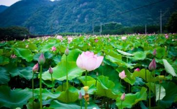 简生活演讲稿通用5篇