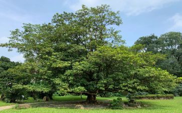 植树活动的总结模板7篇