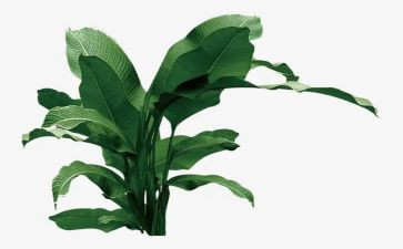 2024年植树活动方案6篇