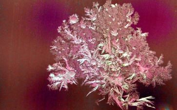 美丽的霜作文通用7篇