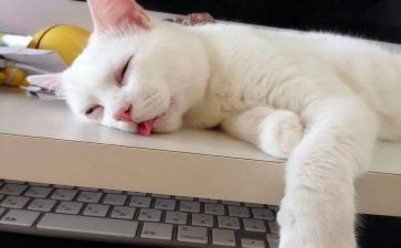 小班小猪睡觉教案5篇