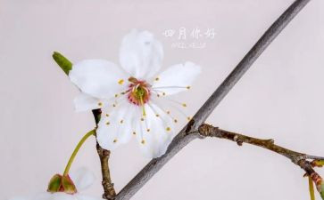 四月物业工作计划7篇