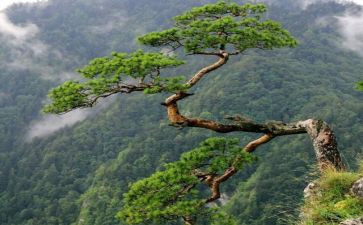 松鼠教案教案推荐7篇