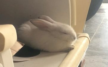 虎和兔教案参考8篇