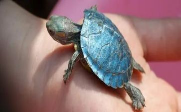 乌龟的教案精选7篇