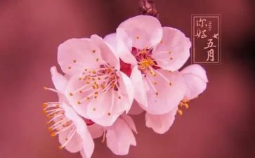 五月中班工作总结5篇