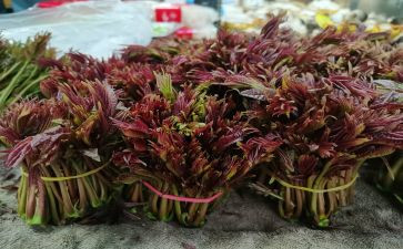 香椿节的作文8篇