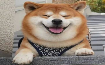 他笑了作文500字6篇