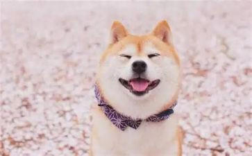 关于笑的作文400字模板7篇