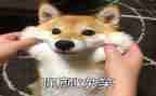 关于笑的作文400字精选5篇