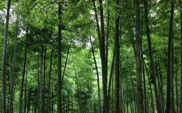 写物的小学生作文7篇