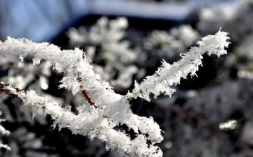 雪识字教案优质6篇