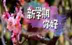 学期幼师工作计划最新6篇
