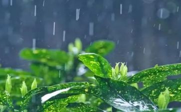 下雨啦中班语言教案5篇