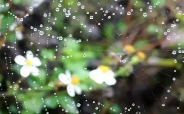 多在树上的雨读后感精选7篇