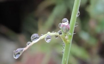 大班教案秋天的雨反思5篇