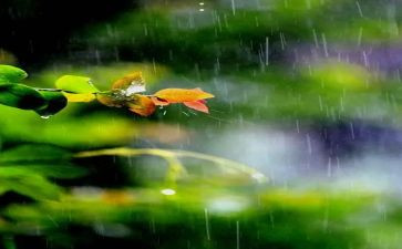在雨中作文优质5篇