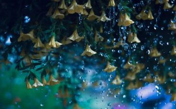 雨-作文600字最新7篇