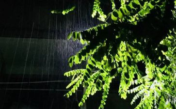 雨的四季的读后感6篇