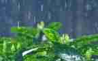 下雨啦中班语言教案5篇