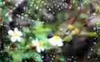 狼的孩子雨和雪心得体会参考6篇