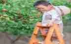 摘果子幼儿教案6篇