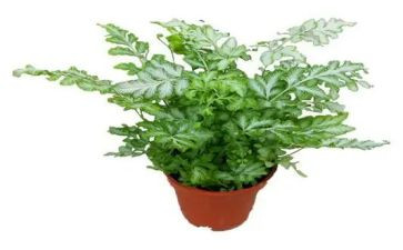 你描写植物的作文通用7篇