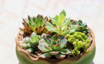 我的作文写植物的作文400字7篇