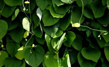 关于植物的作文300字精选7篇