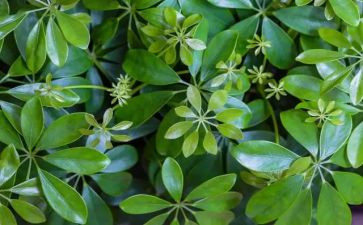 植物作文300字参考7篇