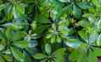 植物作文300字参考7篇